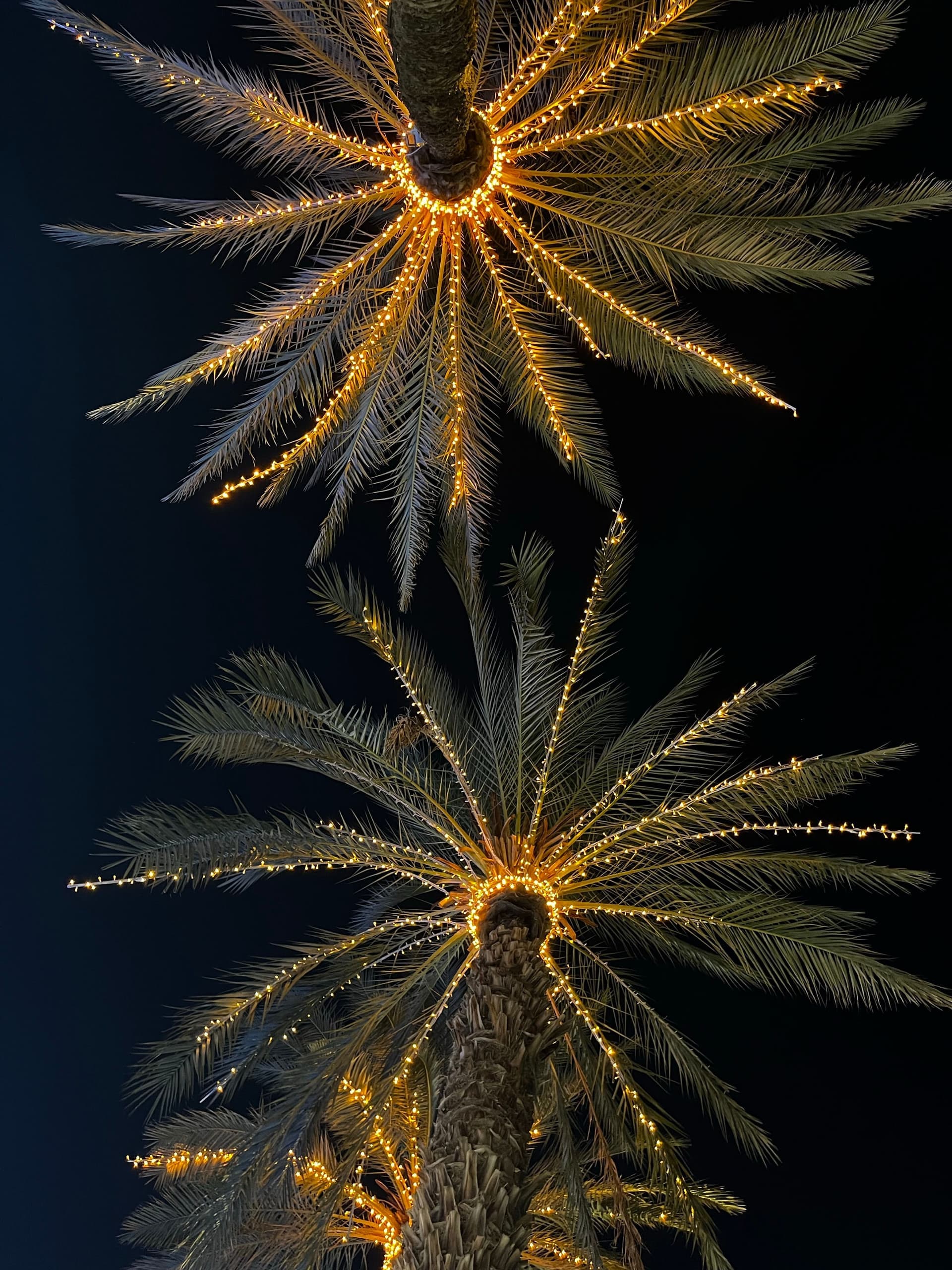 Conceptual design visualization of palm trunks wrapped in lights.